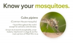 KnowYourMosquitoes.jpg